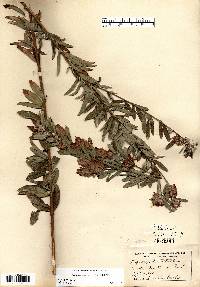 Lespedeza capitata image