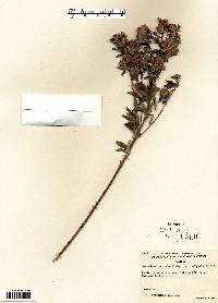 Lespedeza capitata image