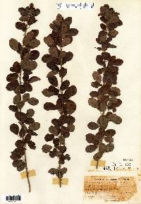 Lespedeza hirta image