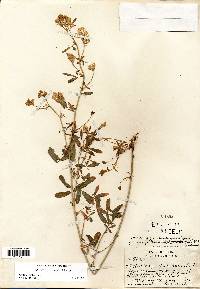 Medicago sativa subsp. × varia image