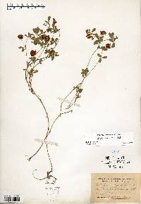 Trifolium aureum image