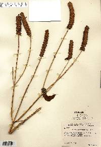 Agastache nepetoides image