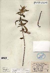 Monarda punctata var. villicaulis image