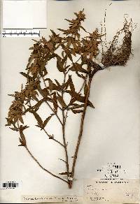 Monarda punctata var. villicaulis image