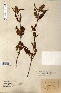 Prunella vulgaris subsp. lanceolata image