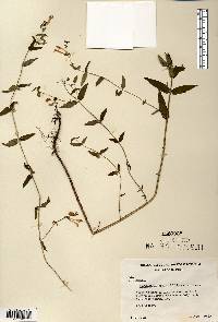 Scutellaria galericulata image