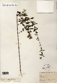 Scutellaria galericulata image