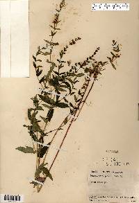 Scutellaria galericulata image