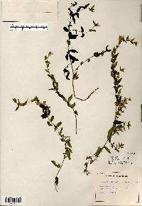 Scutellaria galericulata image