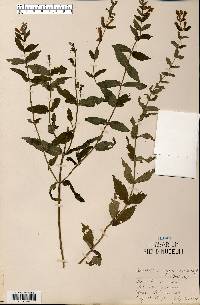 Scutellaria galericulata image