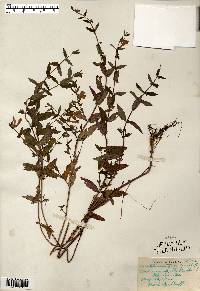 Scutellaria galericulata image