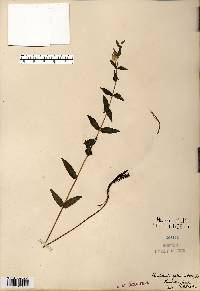 Scutellaria galericulata image