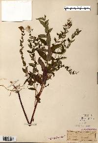 Scutellaria galericulata image