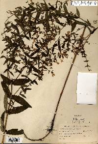 Scutellaria galericulata image