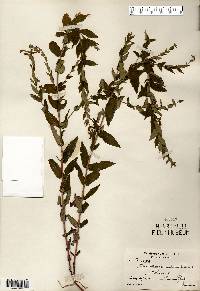 Scutellaria galericulata image