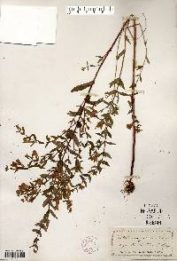 Scutellaria galericulata image