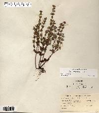 Scutellaria parvula image