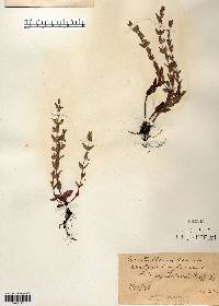 Scutellaria parvula image