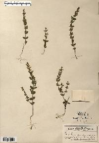 Scutellaria parvula image