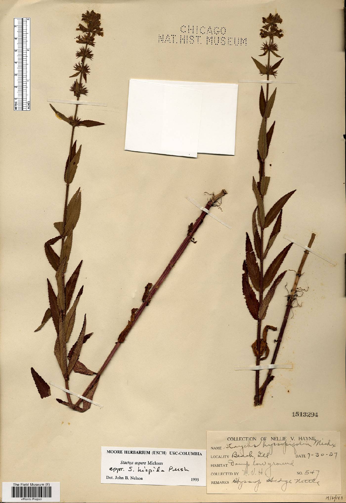 Stachys aspera image