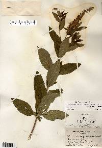 Teucrium canadense var. occidentale image
