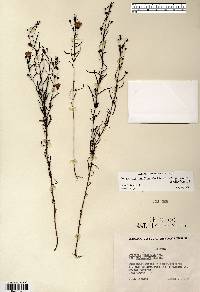 Agalinis tenuifolia var. parviflora image