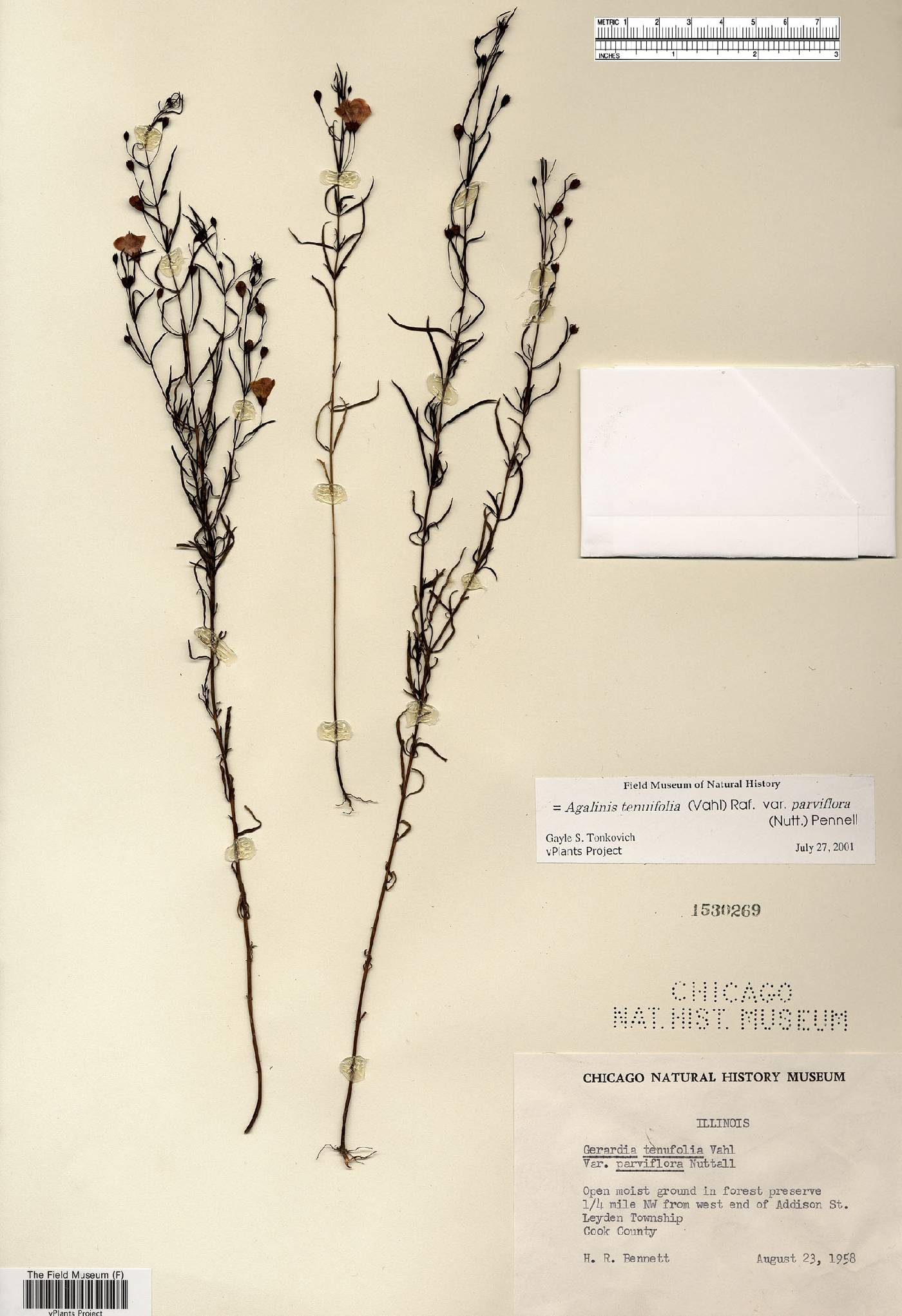 Agalinis tenuifolia var. parviflora image