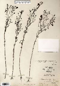 Agalinis tenuifolia var. parviflora image