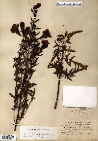 Aureolaria grandiflora image