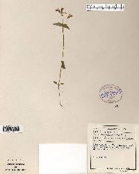 Collinsia verna image