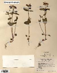 Collinsia verna image