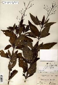 Scrophularia lanceolata image