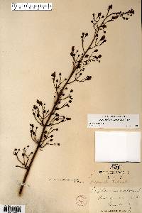 Scrophularia lanceolata image