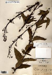 Scrophularia lanceolata image