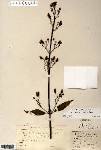 Scrophularia lanceolata image