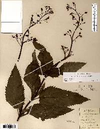 Scrophularia lanceolata image