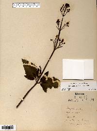 Scrophularia lanceolata image