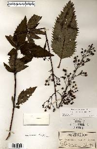 Scrophularia lanceolata image