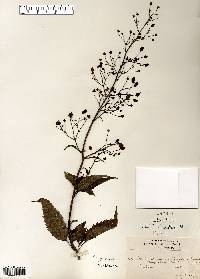 Scrophularia marilandica image