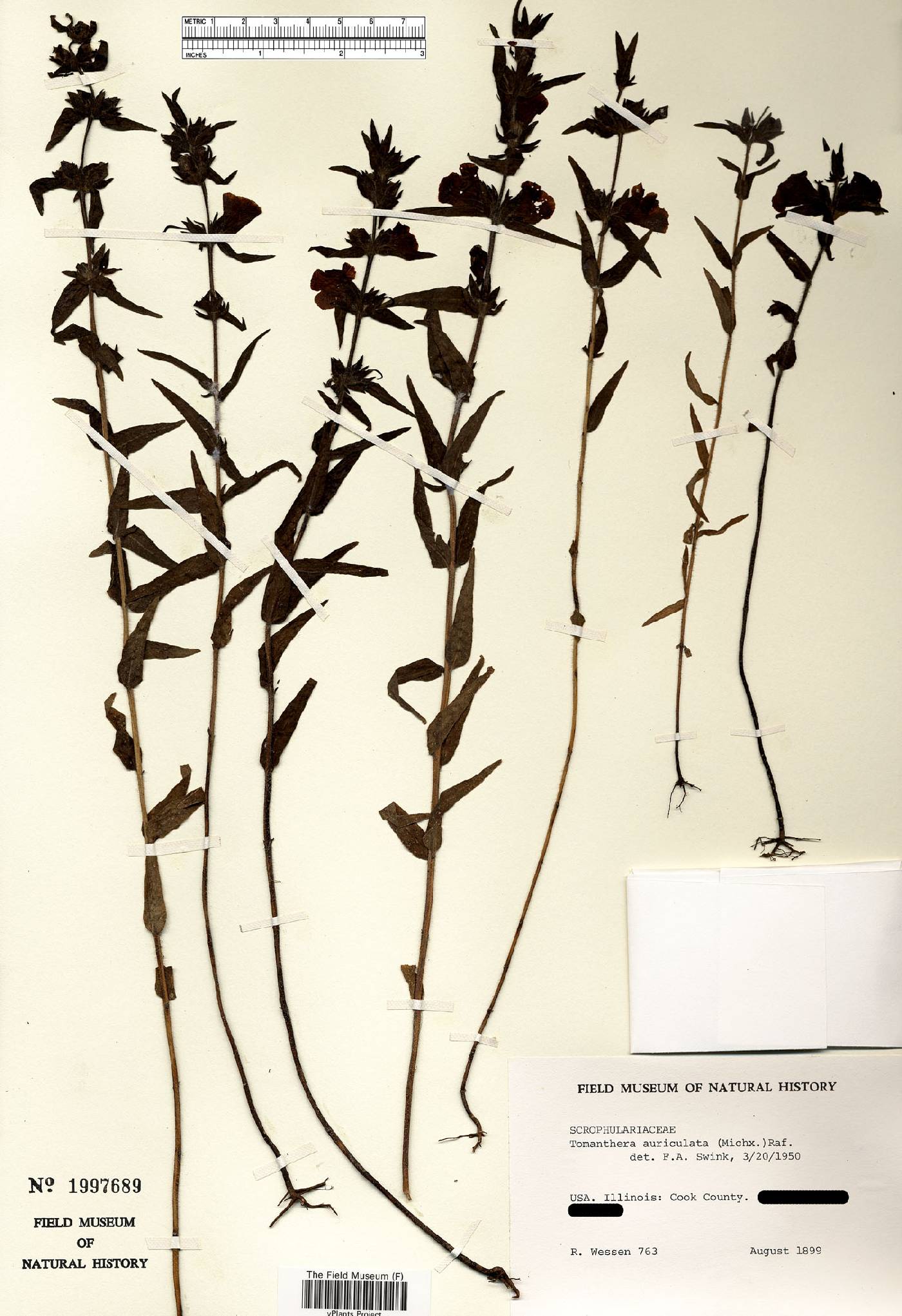 Tomanthera auriculata image