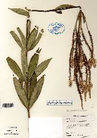 Veronicastrum virginicum image