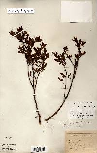 Vaccinium angustifolium image