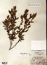 Vaccinium angustifolium image