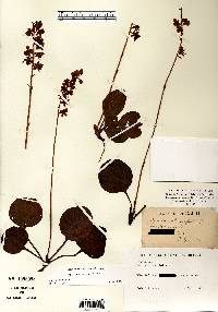 Pyrola americana image