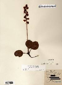 Pyrola americana image