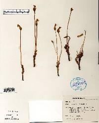 Orobanche uniflora image