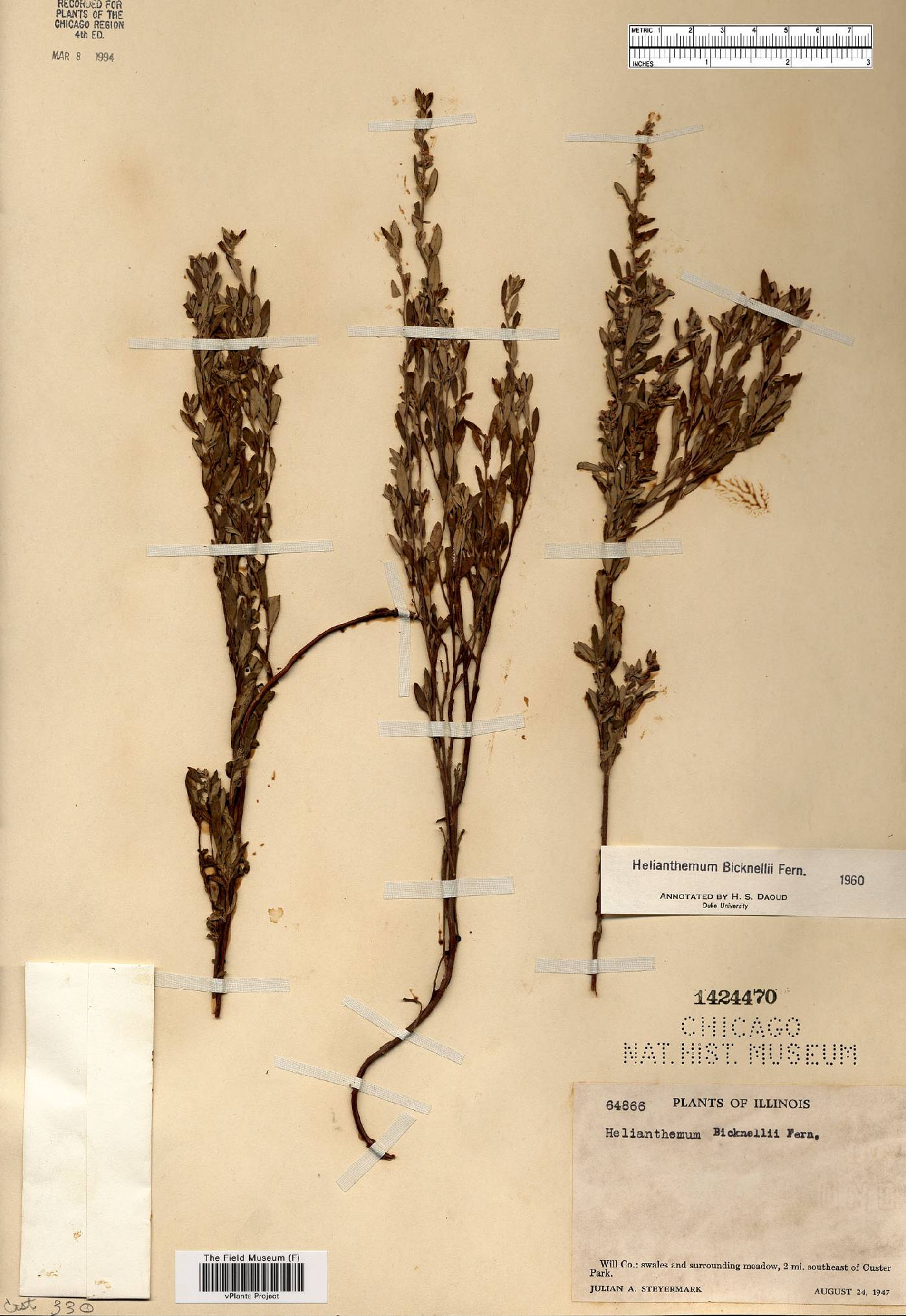 Helianthemum bicknellii image