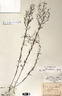 Lechea pulchella var. pulchella image