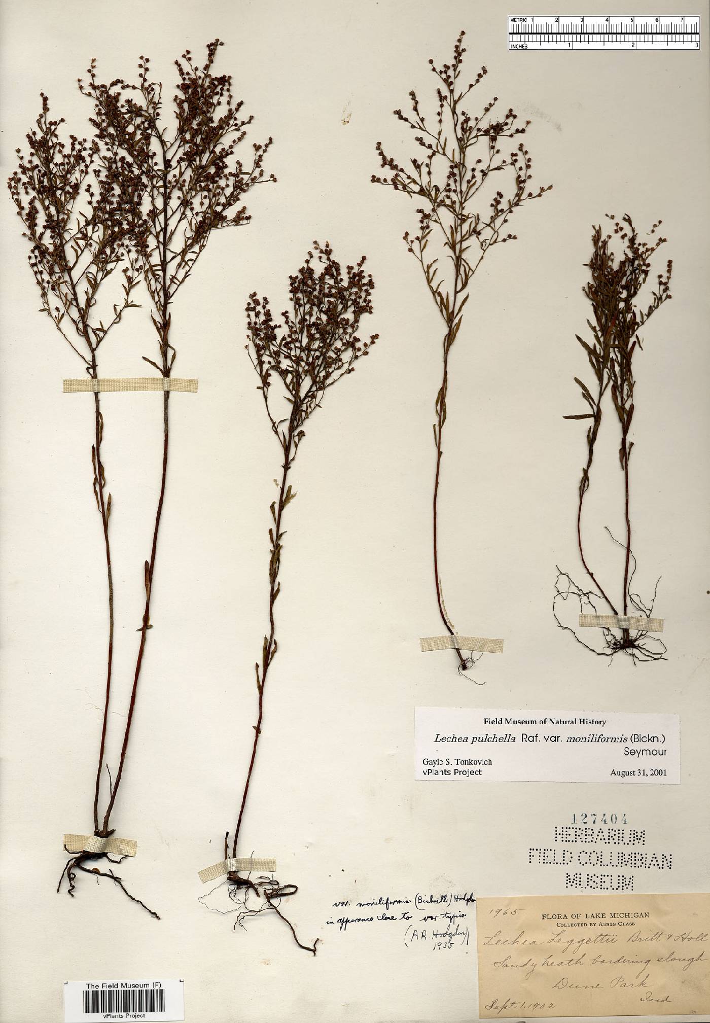 Lechea pulchella var. pulchella image