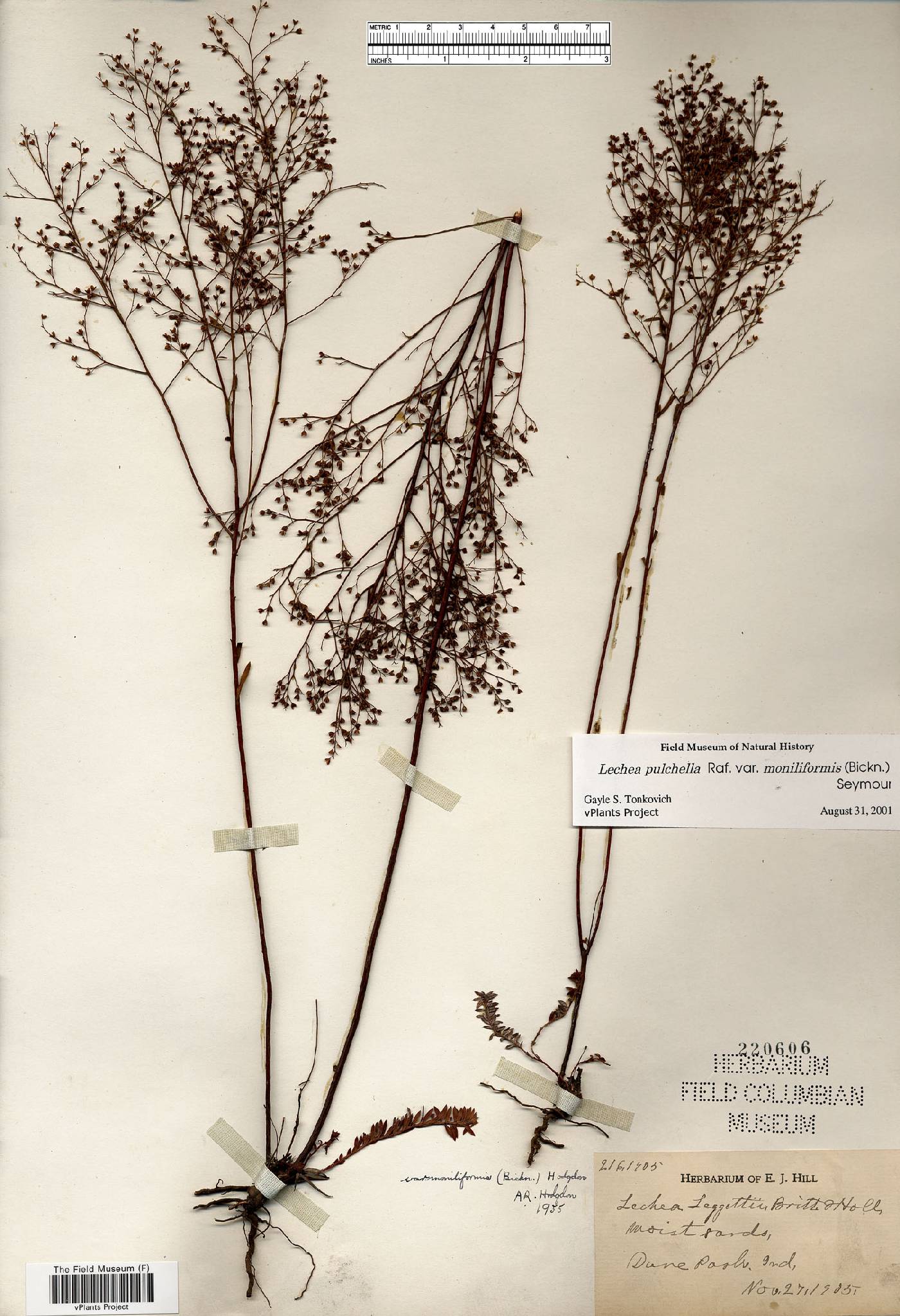 Lechea pulchella var. pulchella image